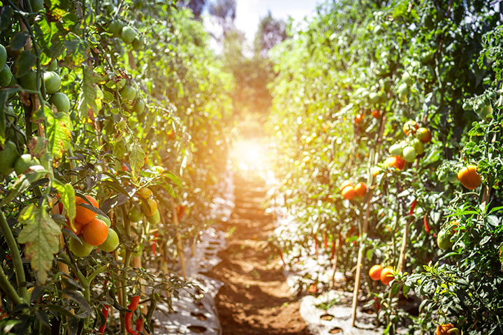 Garden photo